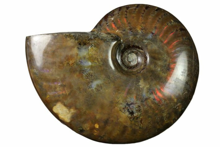 Flashy Red Iridescent Ammonite #155230